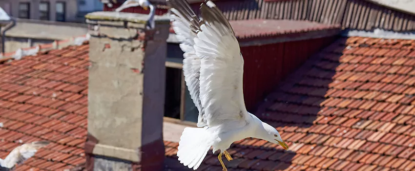 Residential Chimney Animal Removal Solution in Highland, IN